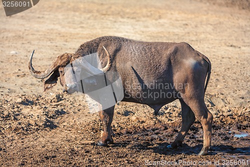 Image of Wild African Buffalo.Kenya, Africa