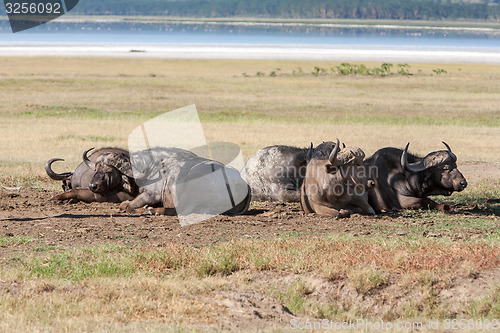 Image of Wild African Buffalos. Kenya, Africa