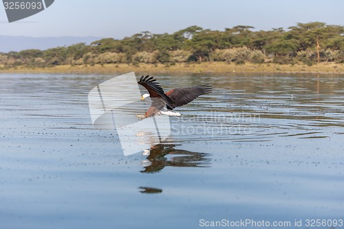 Image of hawk flying over the water 