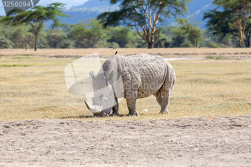 Image of Safari - rhino