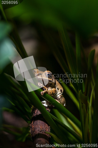 Image of Brown frog on green stems
