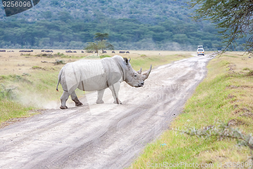 Image of Safari - rhino