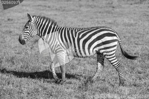 Image of Zebra in the grasslands 