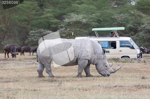 Image of Safari - rhino