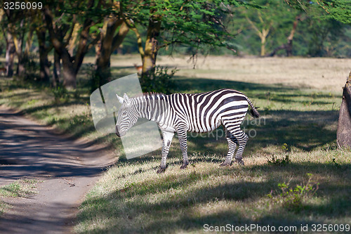 Image of Zebra in the grasslands 