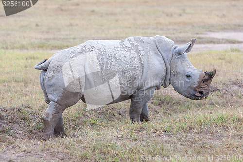 Image of Safari - rhino