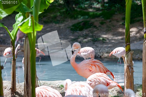 Image of pink flamingo 