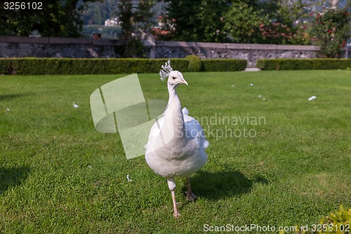 Image of Beautiful and unusual white peacock 