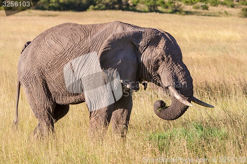 Image of elephant walking in the savanna