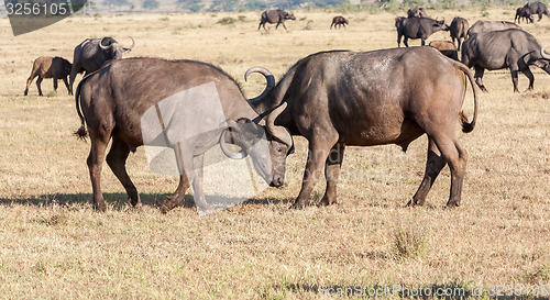 Image of Wild African Buffalos. Kenya, Africa