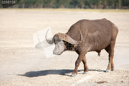 Image of Wild African Buffalo. Kenya, Africa