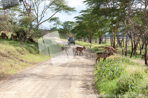 Image of antelopes on a background of road 