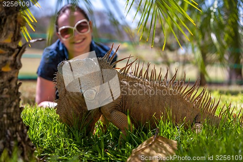 Image of portrait of tropical iguana