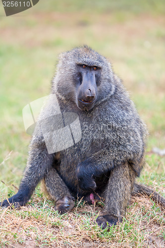 Image of Baboon