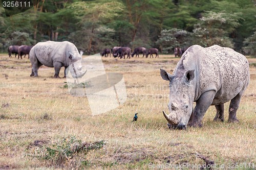 Image of Safari - rhinos