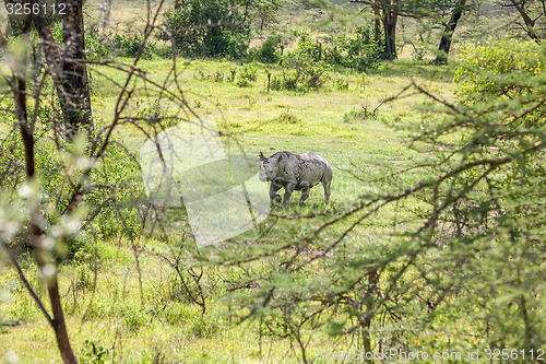 Image of Safari - rhino