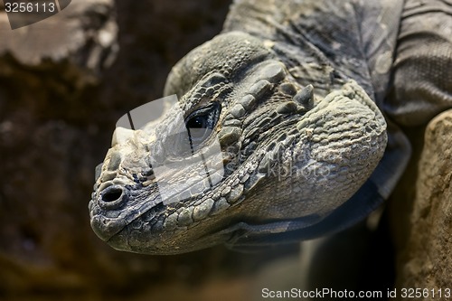 Image of Iguana head