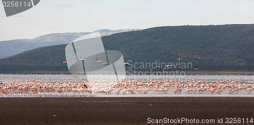 Image of Flock of greater  pink flamingos 