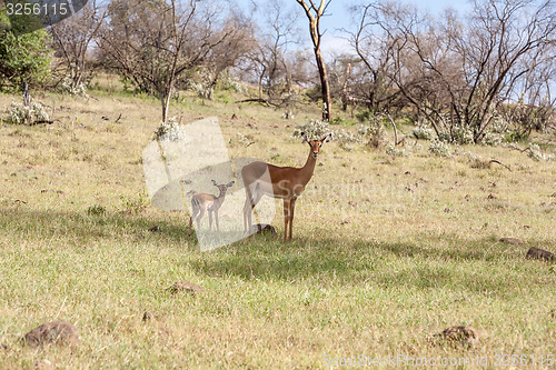 Image of antelope and her cub on a background of grass