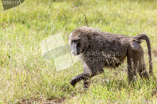 Image of Baboon