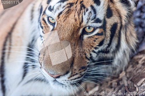 Image of tiger head close-up