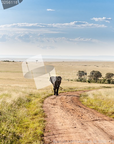 Image of elephant walking in the savanna