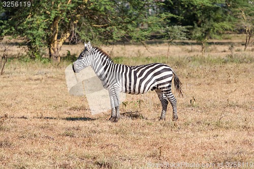 Image of Zebra in the grasslands 