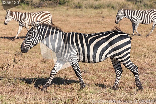 Image of Zebras in the grasslands 