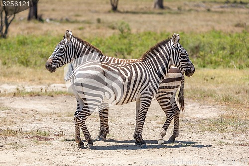 Image of Zebras in the grasslands 