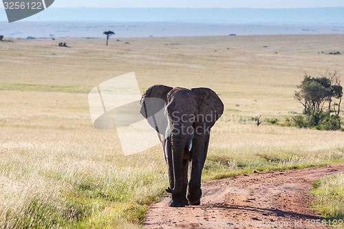 Image of elephant walking in the savanna