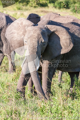 Image of elephant walking in the savanna