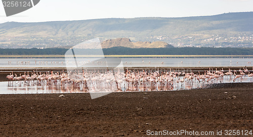 Image of Flock of greater  pink flamingos 