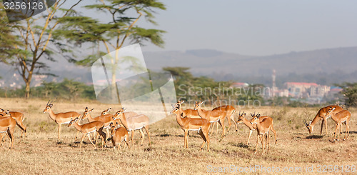 Image of antelope on a background of grass