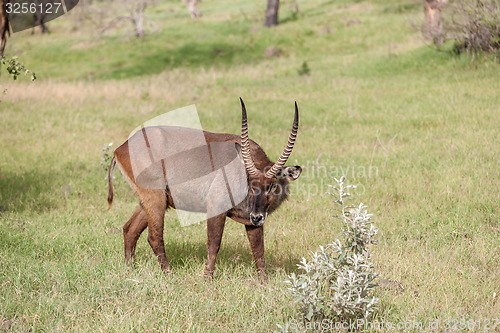 Image of antelope on a background of green grass