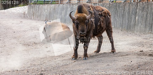 Image of bison with peeling hair 
