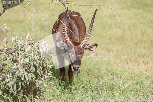 Image of antelope on a background of green grass