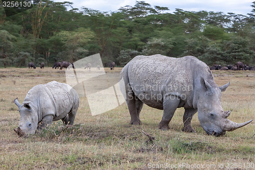 Image of Safari - rhinos