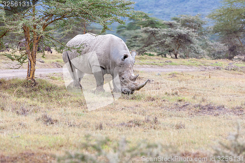 Image of Safari - rhino