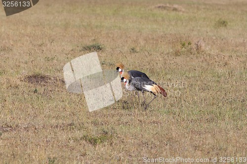 Image of Crowned Crane 