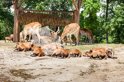 Image of Zoo. herd of antelopes