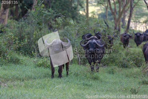 Image of Wild African Buffalos. Kenya, Africa