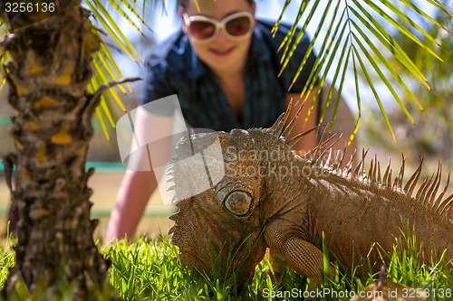 Image of portrait of tropical iguana