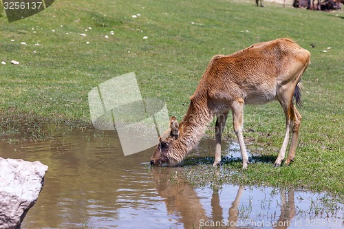 Image of antelope on a background of green grass