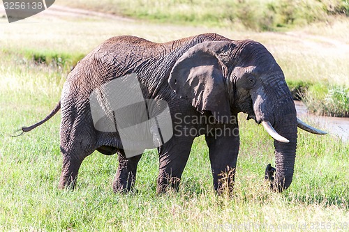 Image of elephant walking in the savanna