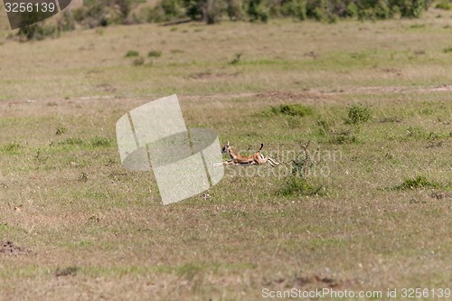 Image of baby antelope on a background of green grass