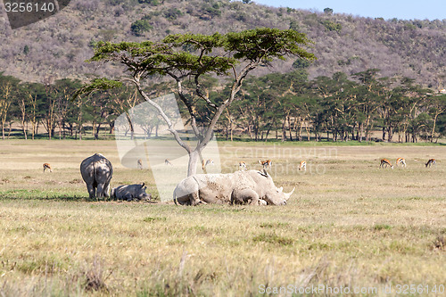 Image of Safari - rhinos