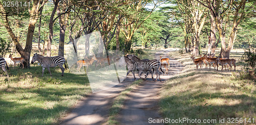 Image of antelopes and zebras on a background of road 