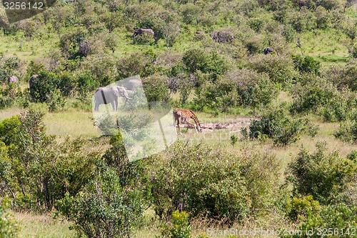 Image of elephant family  and giraffe walking in the savanna