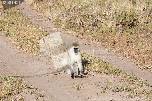 Image of Baboon