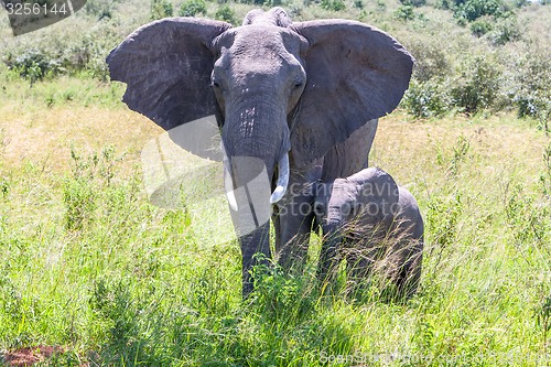 Image of elephant family walking in the savanna